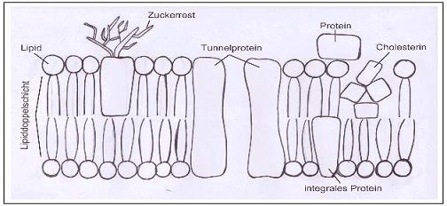 Biomembran