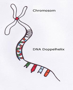 Chromosomen Strang