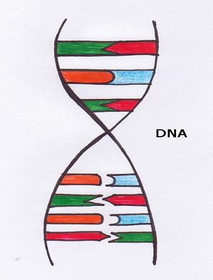 DNA DNS verschraubt