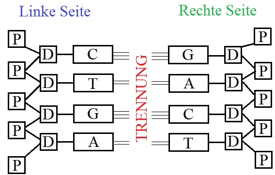 DNA Replikation Trennung
