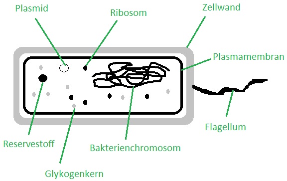 Bakterienzelle Aufbau