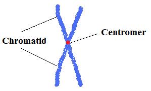 Chromosom