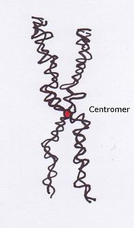 Chromosomen Mikro