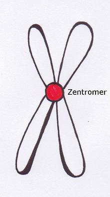 Chromosomen Schema