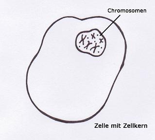 Chromosomen Zelle
