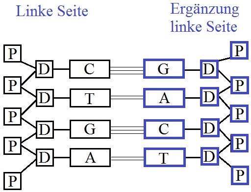 DNA Replikation Ergänzung linke Seite