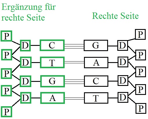 DNA Replikation rechte Seite ergänzen