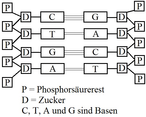 Desoxyribonukleinsäure – Wikipedia