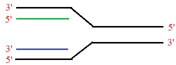 DNA Replikation 5 zu 3