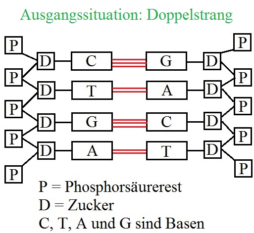 DNA Replikation Ausgangssituation