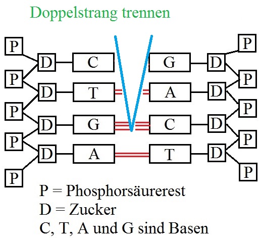 DNA Replikation unterbrechen