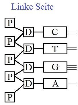 DNA Replikation linke Seite