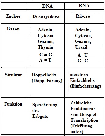 DNA / RNA Unterschied Vergleich