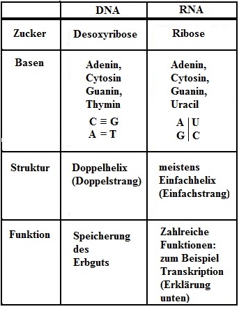 DNS und RNS im Vergleich