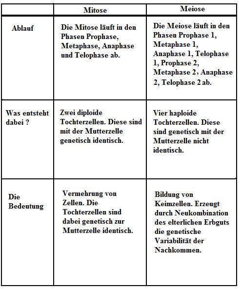 Meiose Mitose Vergleich