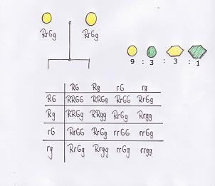 Mendelsche Gesetze Bild 4