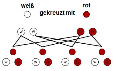 Uniformitätsregel Dominant-Rezessiv