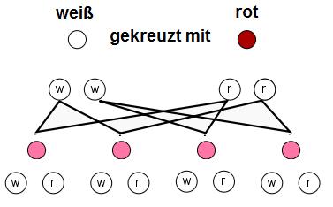 Intermediärer Erbgang