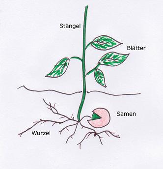 Kinder Pflanzen Sojabohnen Samen Wachstum Lebenszyklus Modell Biologie Spielzeug 