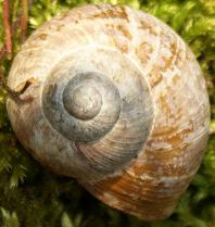 Schnecke